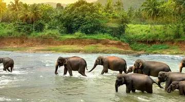 Sri Lanka - Esencja Cejlonu de lux